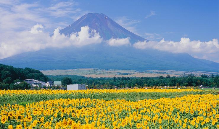 CUNG ĐƯỜNG VÀNG (TOKYO - OSAKA) G